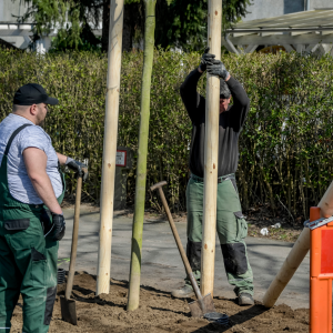 Beschützt von drei Holzstangen kann der neue Baum Wurzeln schlagen.