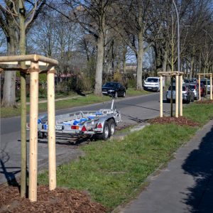 In der Stoltenstraße entsteht so eine Allee.