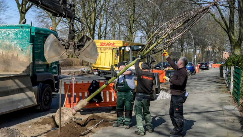 Arbeiter pflanzen einen Baum auf dem Grünstreifen neben einer Straße.