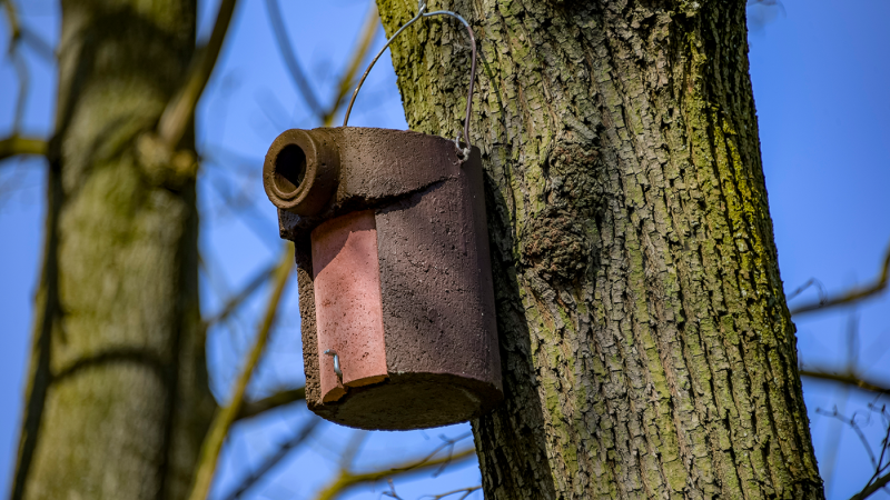 Foto eines an einem Baum angebrachten Nistkastens.