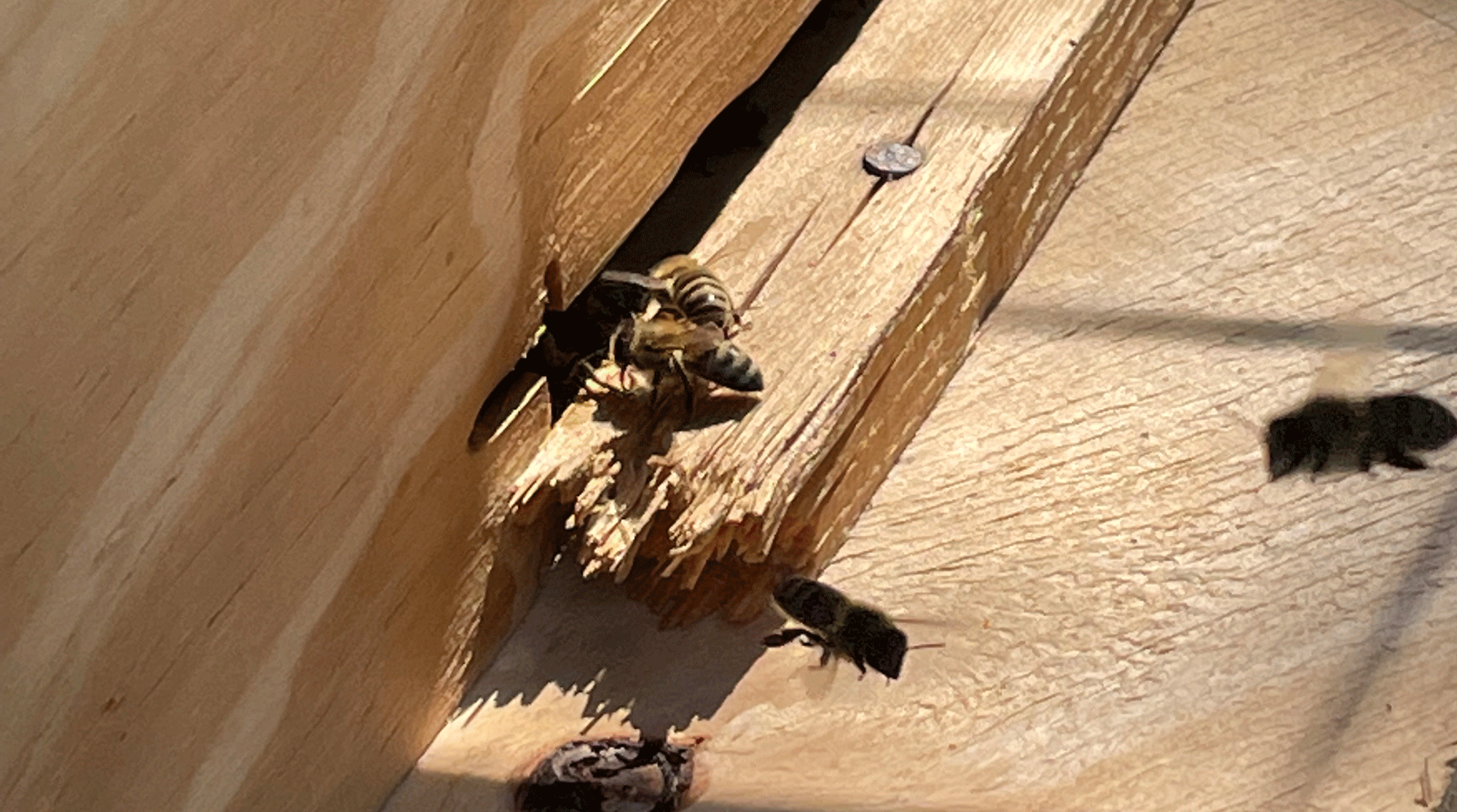 Detailaufnahme von Bienen, die aus einer Öffnung einer Holzkonstruktion fliegen