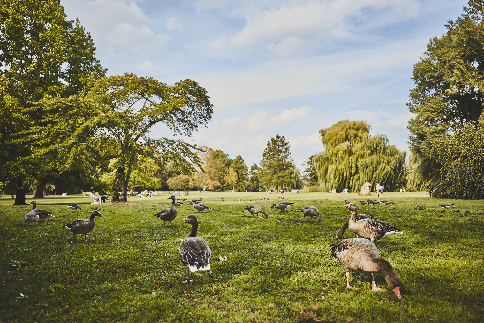 Enten und Gänse auf einer Wiese an der Alster