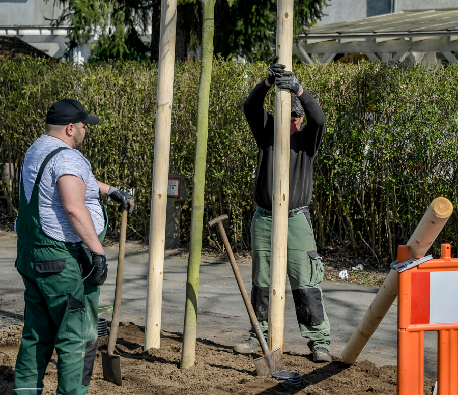 Zwei Männer befestigen drei Holzstangen neben einem neu eingepflanzten Baum.