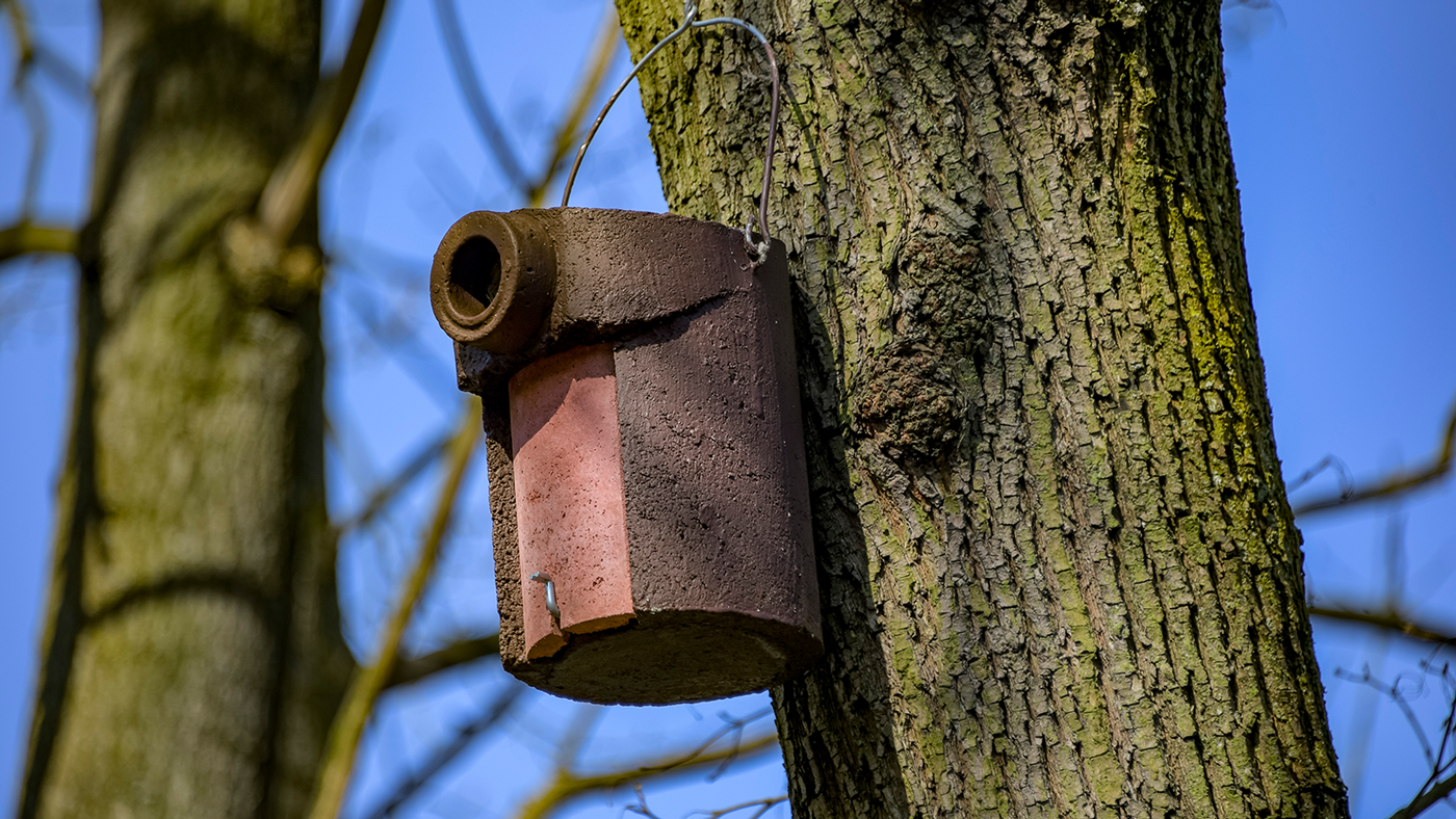 Foto eines an einem Baum angebrachten Nistkastens.